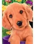 Ceaco - Harmony - Garden Dogs - 550 Piece Jigsaw Puzzle