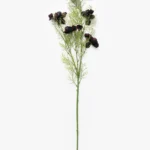 Burgundy Cosmos Stem