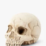 Resin Skull Object