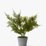 Plumosa Fern Drop-In