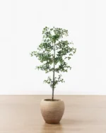 Faux Cascalote Tree