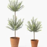 Potted Faux Rosemary Topiary