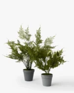 Plumosa Fern Drop-In - Image 2