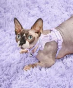 Cat Harness & Leash + Collar Kit - Image 2