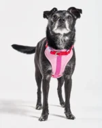 Cushioned Dog Harness - Image 2