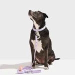 Quick-Release Collar + Waterproof Leash Walk Kit