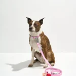 Waterproof Collar + Waterproof Leash Walk Kit