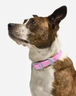 Waterproof Dog Collar - Image 2